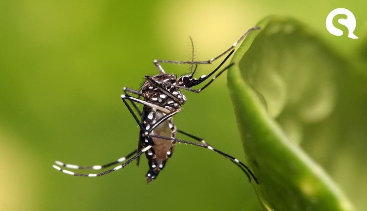 Sesa alerta para prevenção de dengue e outras doenças nesse 