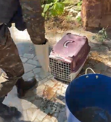 Crato: Polícia Militar resgata tamanduá debilitado após incidente com cães