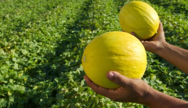 Melão Ceará: Nova safra em Morada Nova impulsiona exportações e mira recorde histórico
