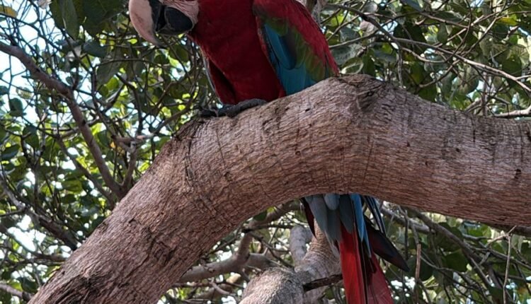 Polícia Civil prende mulher por crime ambiental e resgata arara-vermelha e macacos em Chorozinho