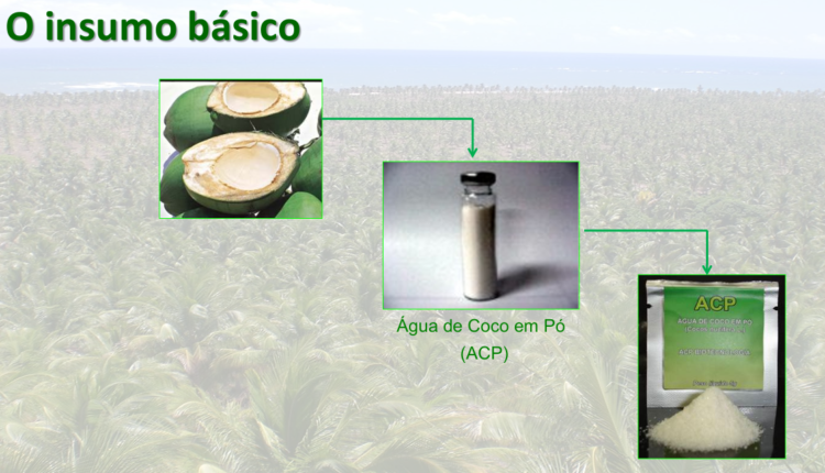 Ceará terá biofábrica pioneira para transformar água de coco em pó em escala industrial