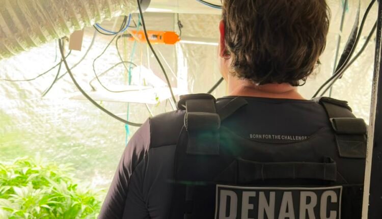 Polícia Civil desmantela laboratório de maconha e prende suspeito em ação estratégica na Capital