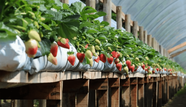 Ceará explora novo horizonte agrícola com plantio de frutas vermelhas