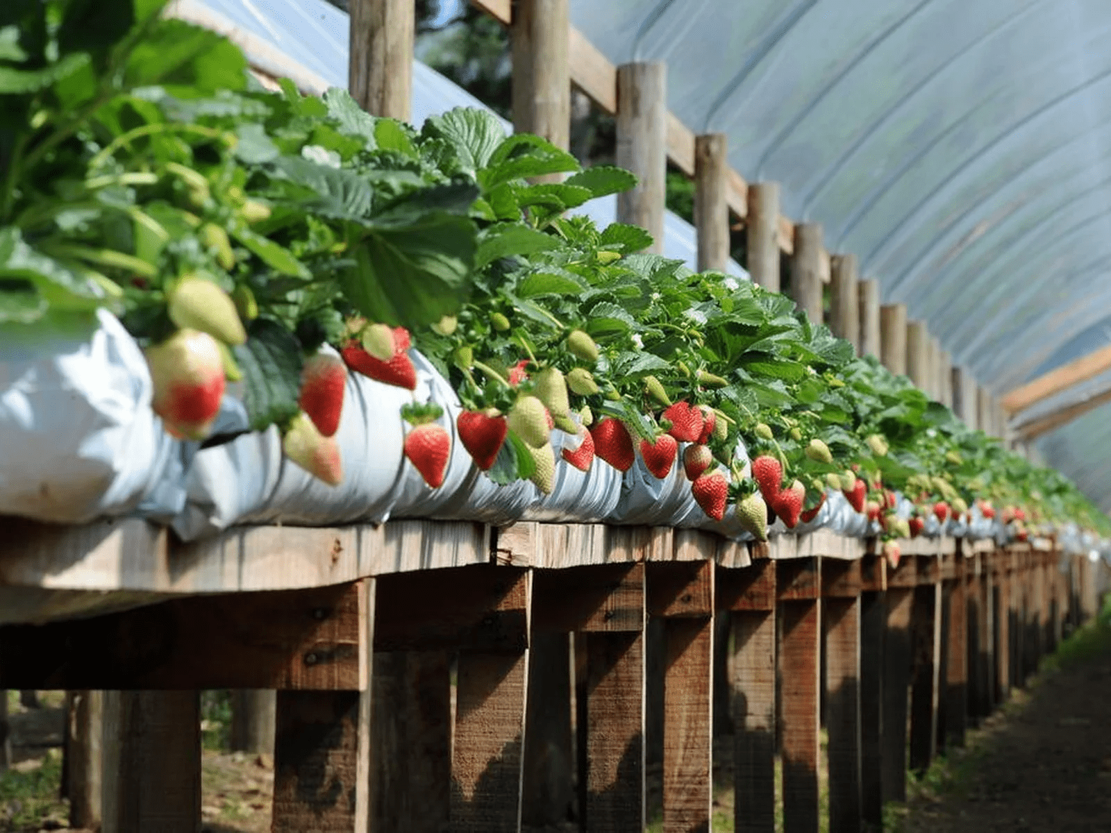 Ceará explora novo horizonte agrícola com plantio de frutas vermelhas