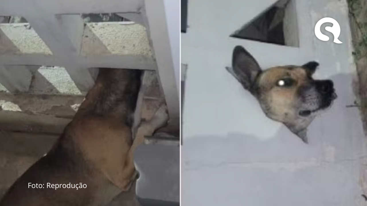 Cão é resgatado pelos bombeiros após ficar com a cabeça presa em cobogó no Ceará