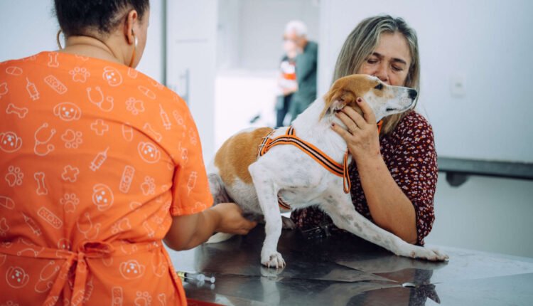 Castração gratuita: Pet Ceará Móvel oferece serviço essencial em Baturité