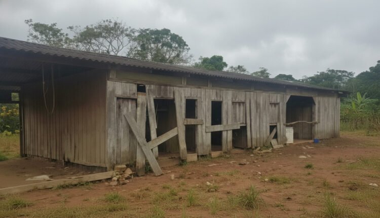Trabalhador resgatado no Pará vivia em barraco com porcos e alimentação precária