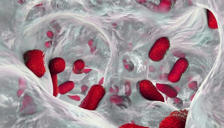 Superbactéria resistente: pesquisa aponta potencial transmissão entre pets e humanos