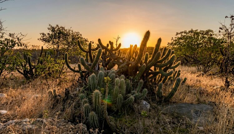 Caatinga revela seu mistério: a impressionante resiliência do bioma após a chuva
