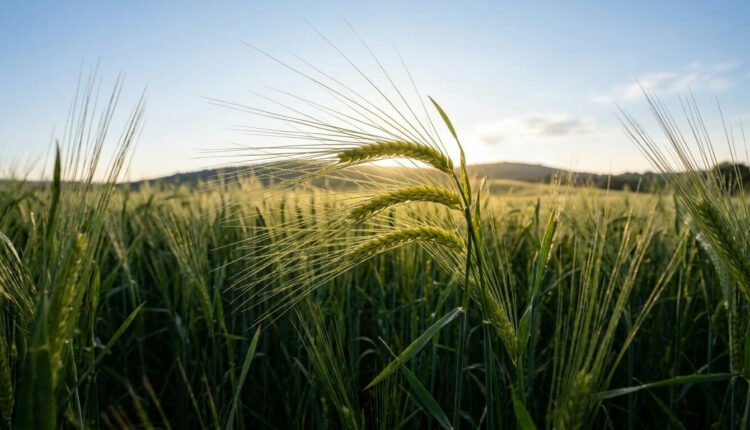 Cevada do Paraná atinge safra recorde e atrai bilhões em investimentos para o setor de bebidas