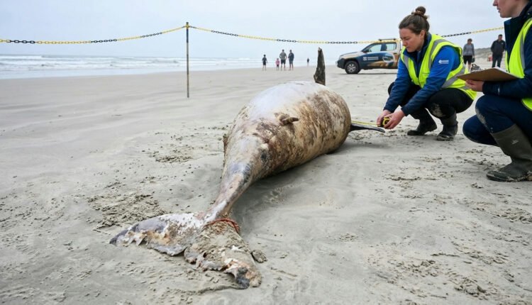 Golfinho-nariz-de-garrafa de 210 kg é encontrado morto em praia do litoral paulista