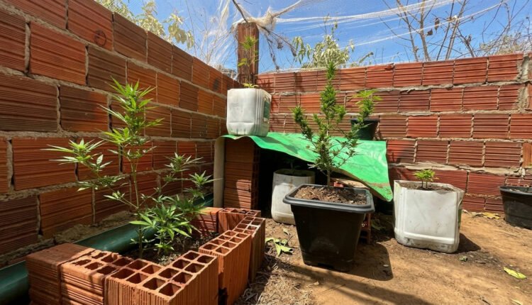 Operação policial em Ubajara resulta na prisão de suspeito por cultivo de maconha em residência