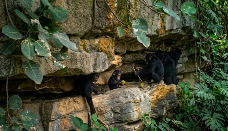 Chimpanzés no Senegal: imagens inéditas revelam ensino de ferramentas a filhotes