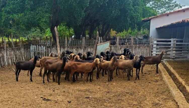 Embrapa em Sobral abre venda pública de caprinos e ovinos com 62 animais