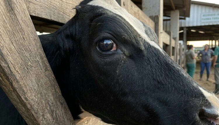 Pesquisa brasileira identifica nova bactéria Moraxella tarda em bovinos com 'mal do olho'