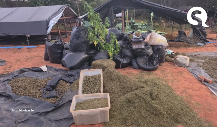 Fazenda da maconha: MP denuncia acusados de manter plantação de drogas em Acopiara
