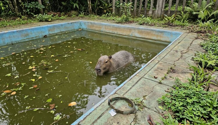 Bombeiros de MG salvam capivara de piscina após fuga de cães
