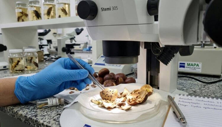 Castanhas importadas da Itália são interceptadas com praga agrícola