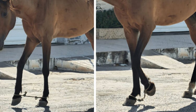 Ministério Público orienta criadores em Martinópole sobre manejo de equinos