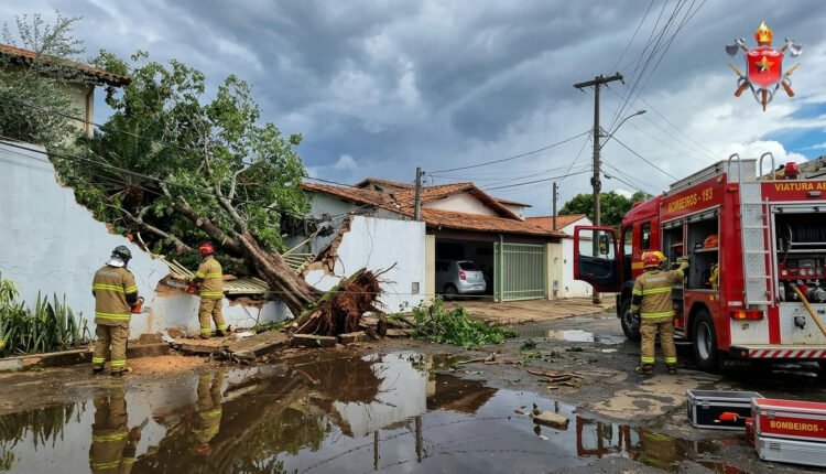 Temporal derruba árvore de grande porte sobre muro de residência no Lago Norte